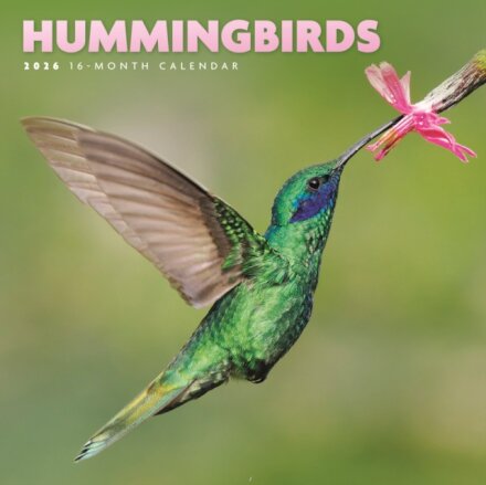 Hummingbirds Square Mini Sunday Start Ca