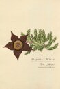 Stapelia Mixta