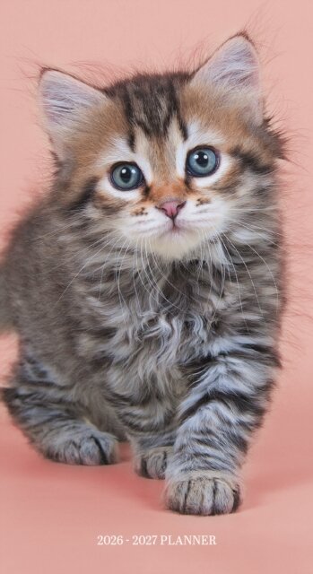Kittens Sunday Start 2 Year Pocket Planner Diary 2026-7