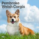 Welsh Corgis, Pembroke 2026 Square Flap Calendar