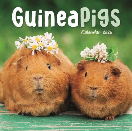 Guinea Pigs Square Mini Calendar 2026