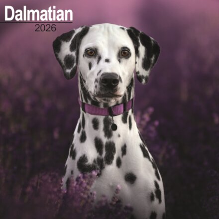 Dalmatian Calendar 2026  Square Dog Breed Wall Calendar - 16 Month