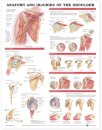 Anatomy and Injuries of the Shoulder Anatomical Chart