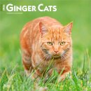 Ginger Cats 2026 Square Flap Calendar