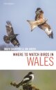 Where to Watch Birds in Wales