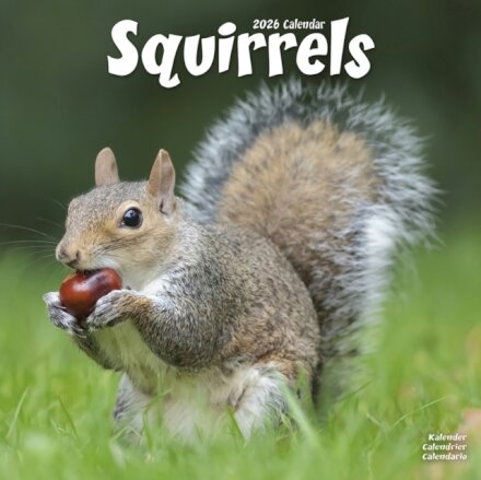 Squirrels Calendar 2026  Square Animal Wall Calendar - 16 Month