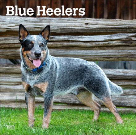 Blue Heelers 2026 Square Flap Calendar