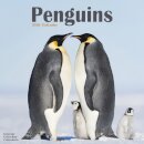 Penguins Calendar 2026  Square Animal Wall Calendar - 16 Month