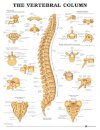 The Vertebral Column Anatomical Chart