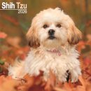 Shih Tzu Calendar 2026  Square Dog Breed Wall Calendar - 16 Month