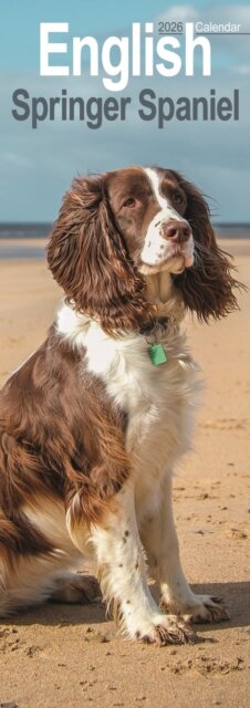 English Springer Spaniel  Slim Calendar 2026  Dog Breed Slimline Calendar - 12 Month