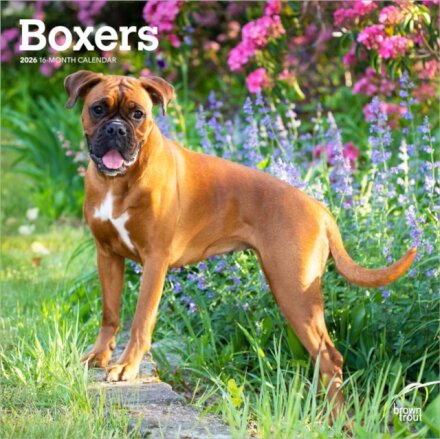 Boxers International Edition 2026 Square Flap Calendar