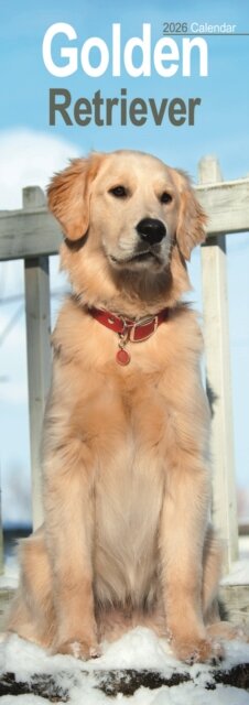 Golden Retriever Slim Calendar 2026  Dog Breed Slimline Calendar - 12 Month