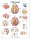 The Brain Anatomical Chart