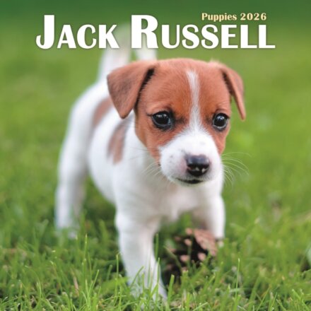 Jack Russell Puppies Square Mini Calenda