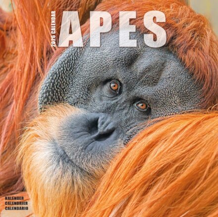 Apes Calendar 2026 Square Animal Wall Calendar - 16 Month