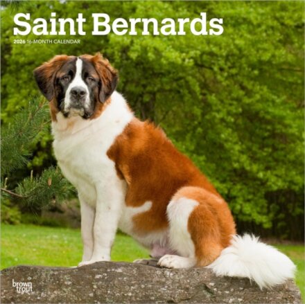 Saint Bernards 2026 Square Flap Calendar