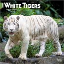 White Tigers 2026 Square Flap Calendar