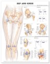 Hip and Knee Anatomical Chart