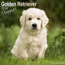 Golden Retriever Puppies Calendar 2026  Square Dog Puppy Breed Wall Calendar - 16 Month