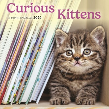 Curious Kittens Square Mini Sunday Start