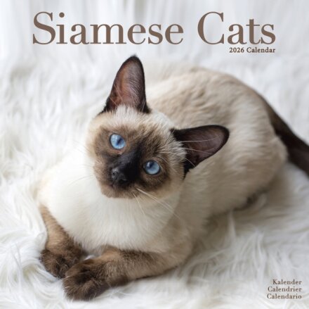 Cats - Siamese Calendar 2026  Square Cat Wall Calendar - 16 Month