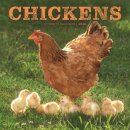 Chickens Square Wall Sunday Start Calend