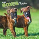 Boxer Puppies 2026 Square Flap Calendar