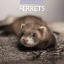 Ferrets 2025 Square Wall Calendar