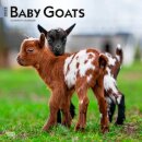 Baby Goats 2025 Square Wrap