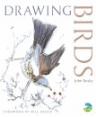 Drawing Birds
