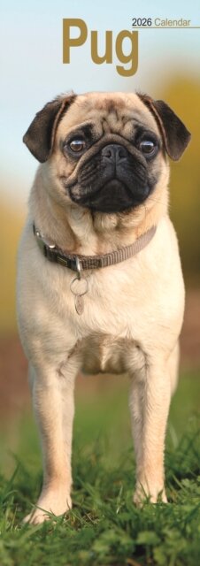 Pug Slim Calendar 2026  Dog Breed Slimline Calendar - 12 Month