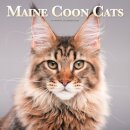 Maine Coon Cats Square Wall Sunday Start