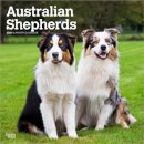 Australian Shepherds 2026 Square Flap Calendar