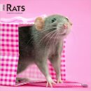 Rats 2026 Square Flap Calendar