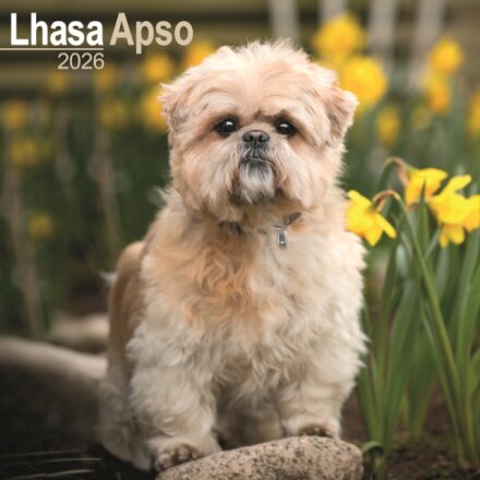 Lhasa Apso Calendar 2026  Square Dog Breed Wall Calendar - 16 Month