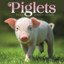 Piglets Square Mini Sunday Start Calenda