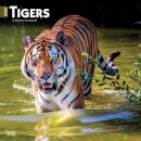 Tigers 2025 Square Wrap