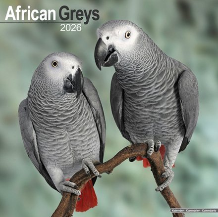 African Greys Calendar 2026 Square Bird Wall Calendar - 16 Month