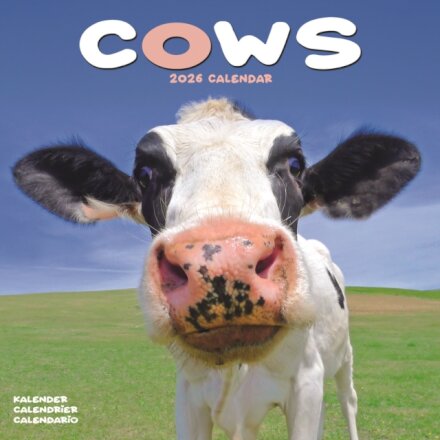 Cows Calendar 2026  Square Farm Animal Wall Calendar - 16 Month