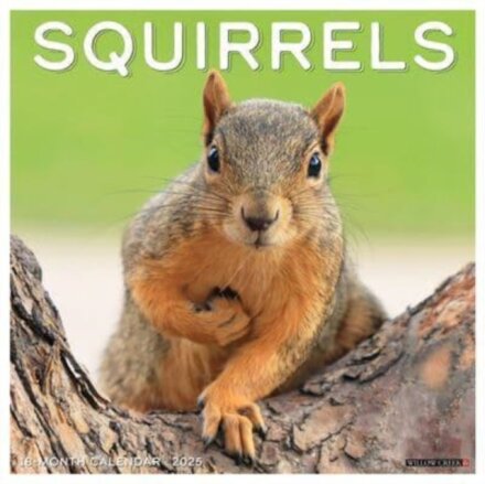 Squirrels 2025 12 X 12 Wall Calendar