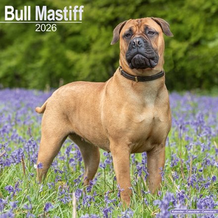 Bull Mastiff Calendar 2026 Square Dog Breed Wall Calendar - 16 Month