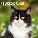 Tuxedo Cats 2026 Square Flap Calendar