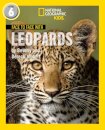Face to Face with Leopards