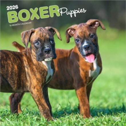 Boxer Puppies 2026 Square Flap Calendar