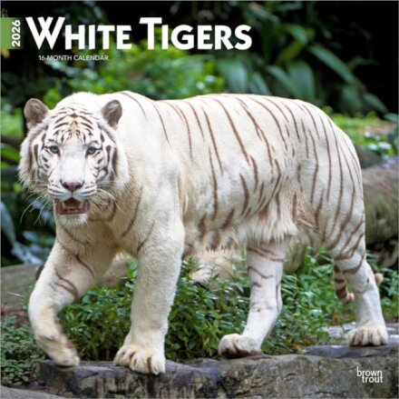 White Tigers 2026 Square Flap Calendar