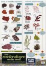 Rocky Shore Name Trail Chart