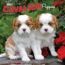 Cavalier King Charles Spaniel Puppies 2027 Square Flap