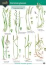 Guide to Common Grasses