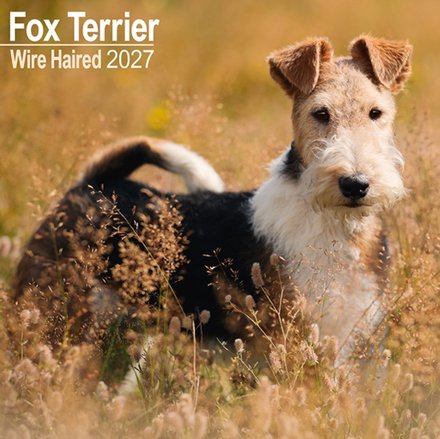 Fox Terrier Wirehaired W